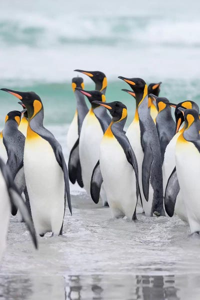 King Penguin On Falkland Islands. by Martin Zwick canvas print