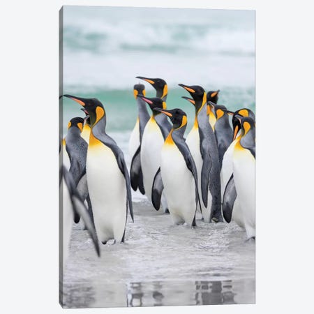 King Penguin On Falkland Islands. Canvas Print #MZW227} by Martin Zwick Canvas Print