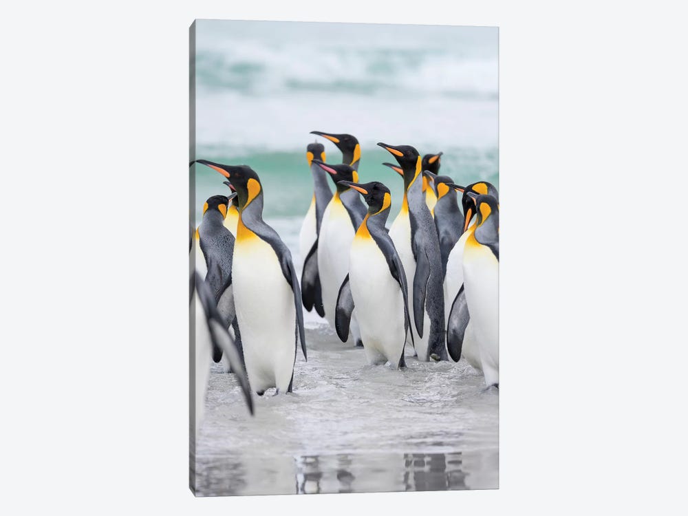 King Penguin On Falkland Islands. by Martin Zwick 1-piece Canvas Artwork