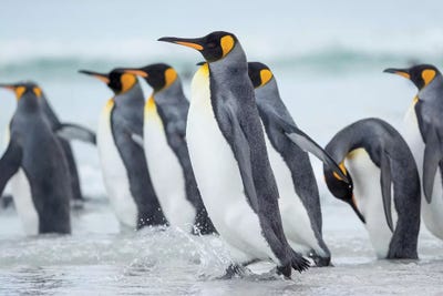 King Penguin On Falkland Islands. by Martin Zwick art print
