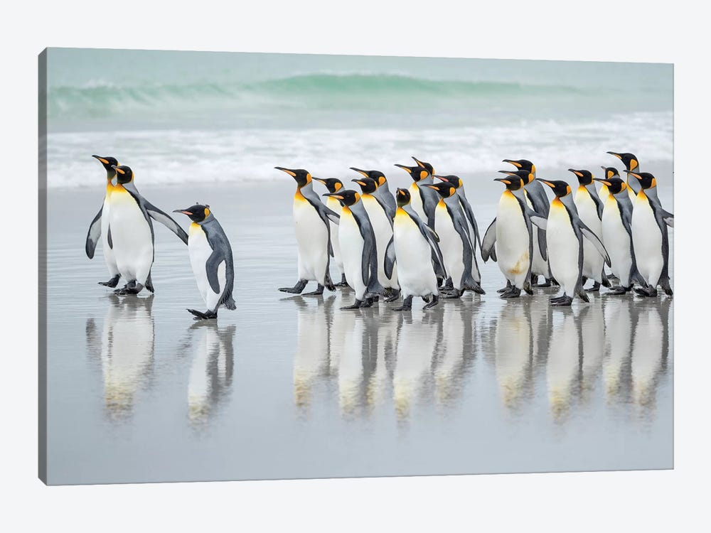King Penguin On Falkland Islands. by Martin Zwick 1-piece Canvas Wall Art