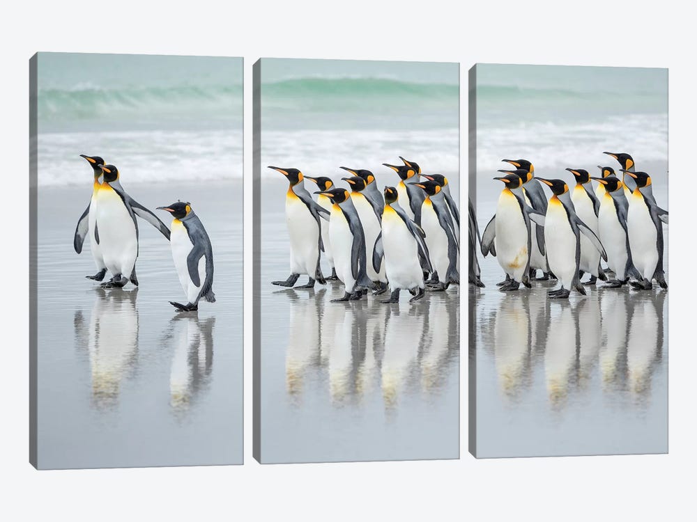 King Penguin On Falkland Islands. by Martin Zwick 3-piece Canvas Artwork