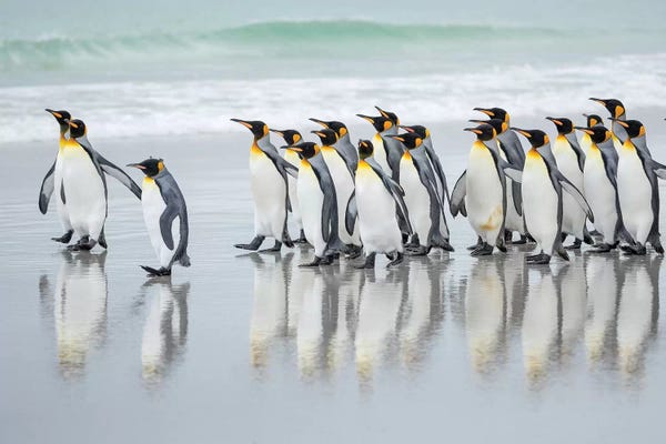 Penguins: King Penguin On Falkland Islands. by Martin Zwick