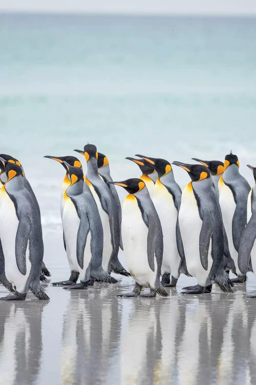 King Penguin On Falkland Islands.
