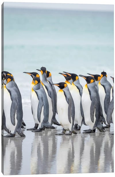 King Penguin On Falkland Islands. Canvas Art Print - Martin Zwick