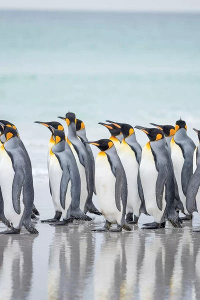 Penguins: King Penguin On Falkland Islands. by Martin Zwick