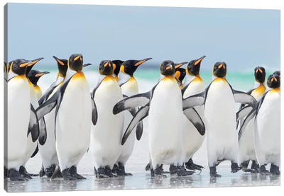 King Penguin On Falkland Islands. Canvas Art Print - Martin Zwick