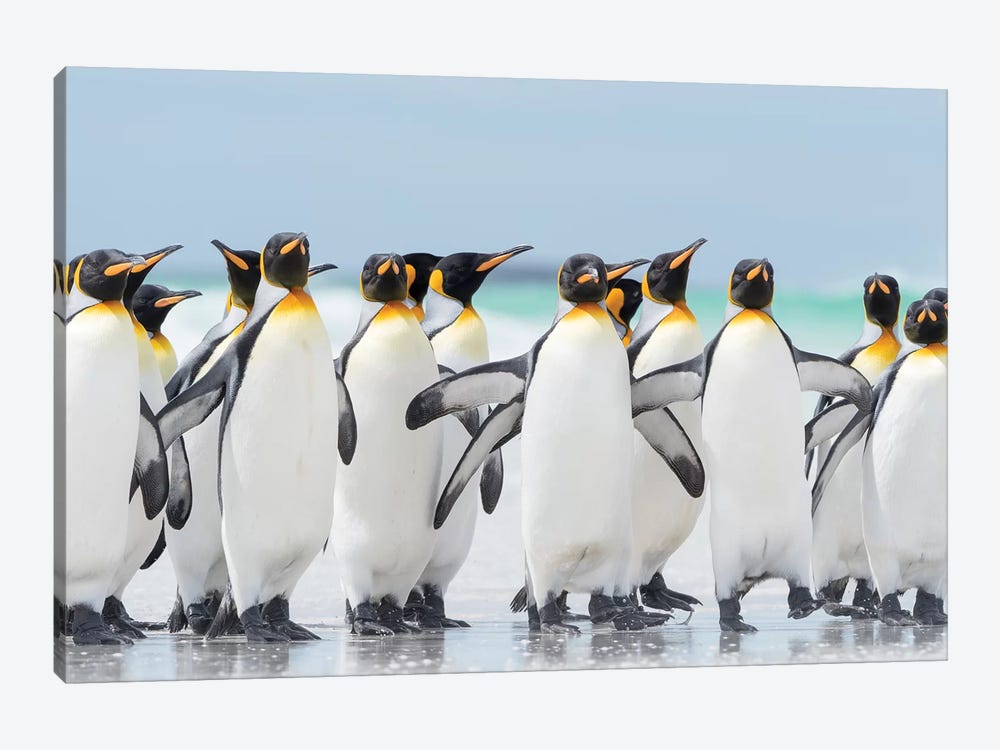 King Penguin On Falkland Islands. by Martin Zwick 1-piece Canvas Print