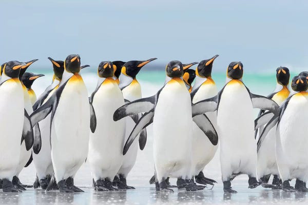Penguins: King Penguin On Falkland Islands. by Martin Zwick