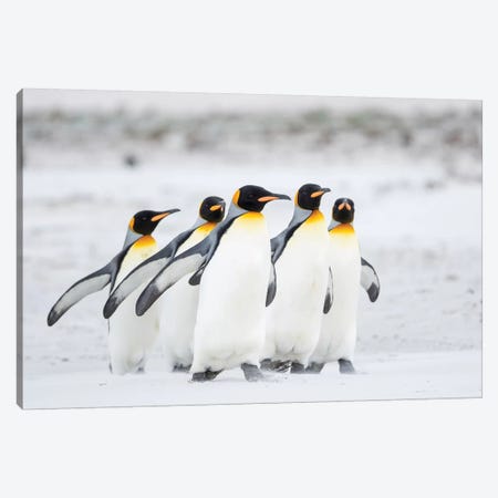 King Penguin On Falkland Islands. Canvas Print #MZW232} by Martin Zwick Canvas Print