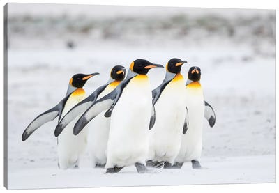 King Penguin On Falkland Islands. Canvas Art Print - Penguin Art