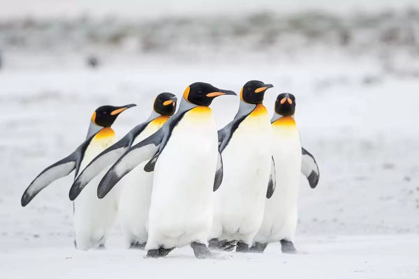 Penguins: King Penguin On Falkland Islands. by Martin Zwick