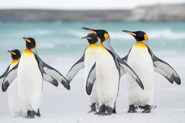 King Penguin On Falkland Islands.