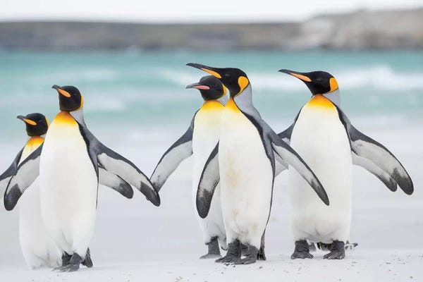 King Penguin On Falkland Islands.
