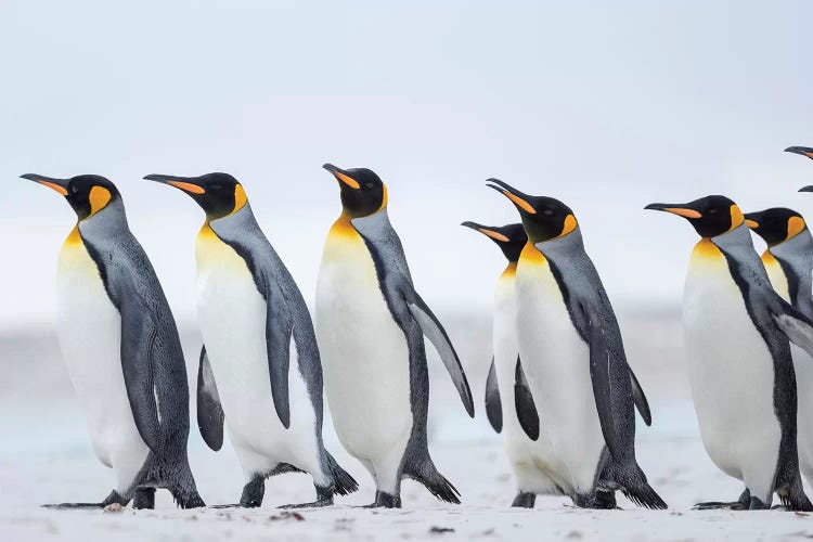 King Penguin On Falkland Islands.