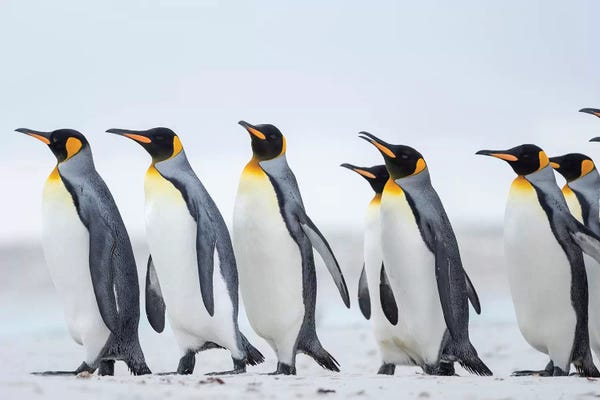 Penguins: King Penguin On Falkland Islands. by Martin Zwick