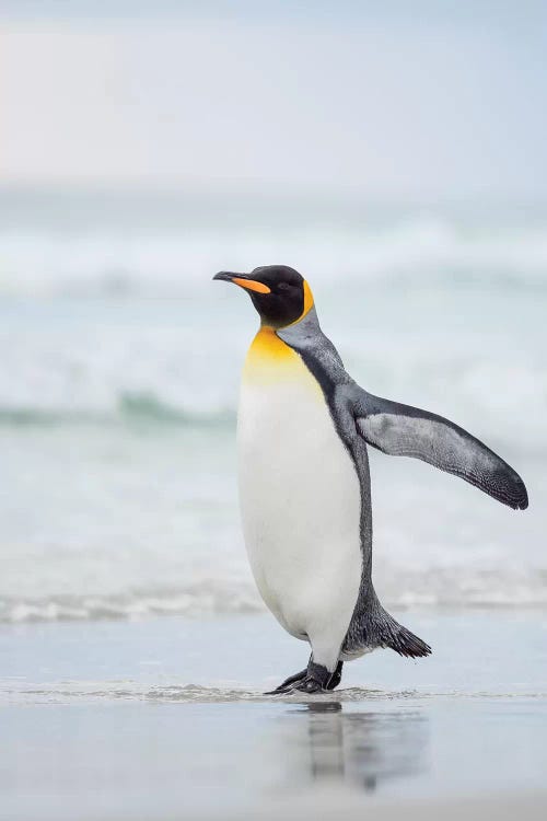 King Penguin On Falkland Islands.
