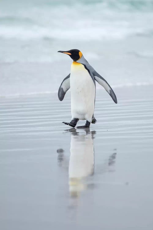 King Penguin On Falkland Islands.