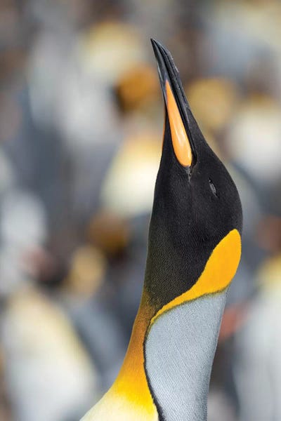 King Penguin, Falkland Islands. by Martin Zwick art print