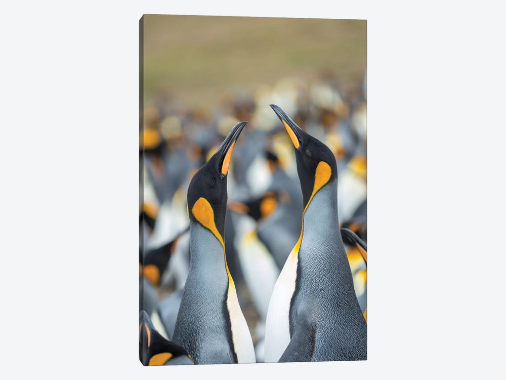 King Penguin, Falkland Islands. by Martin Zwick 1-piece Canvas Artwork