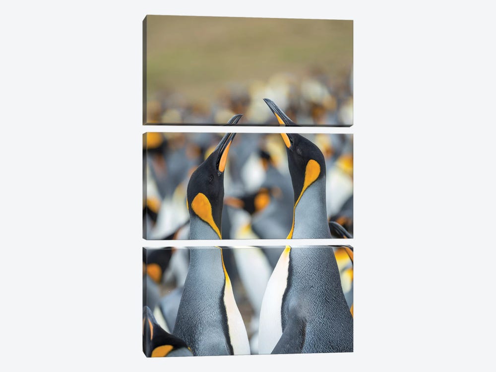 King Penguin, Falkland Islands. by Martin Zwick 3-piece Canvas Wall Art