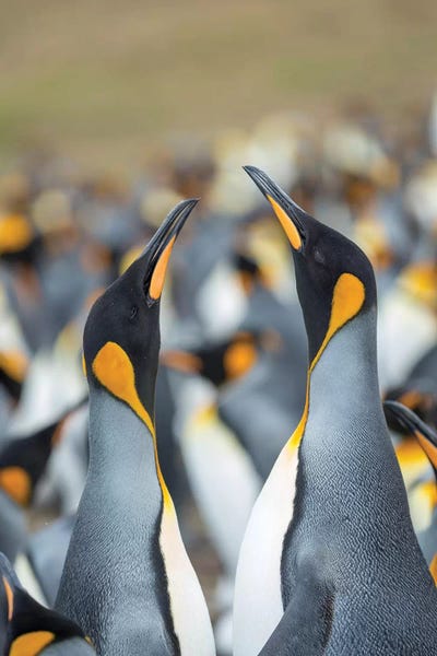 Penguins: King Penguin, Falkland Islands. by Martin Zwick