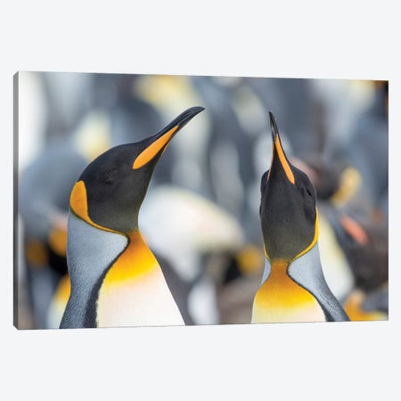 King Penguin, Falkland Islands. Canvas Print #MZW239} by Martin Zwick Canvas Print