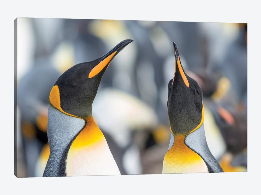 King Penguin, Falkland Islands. 1-piece Canvas Print