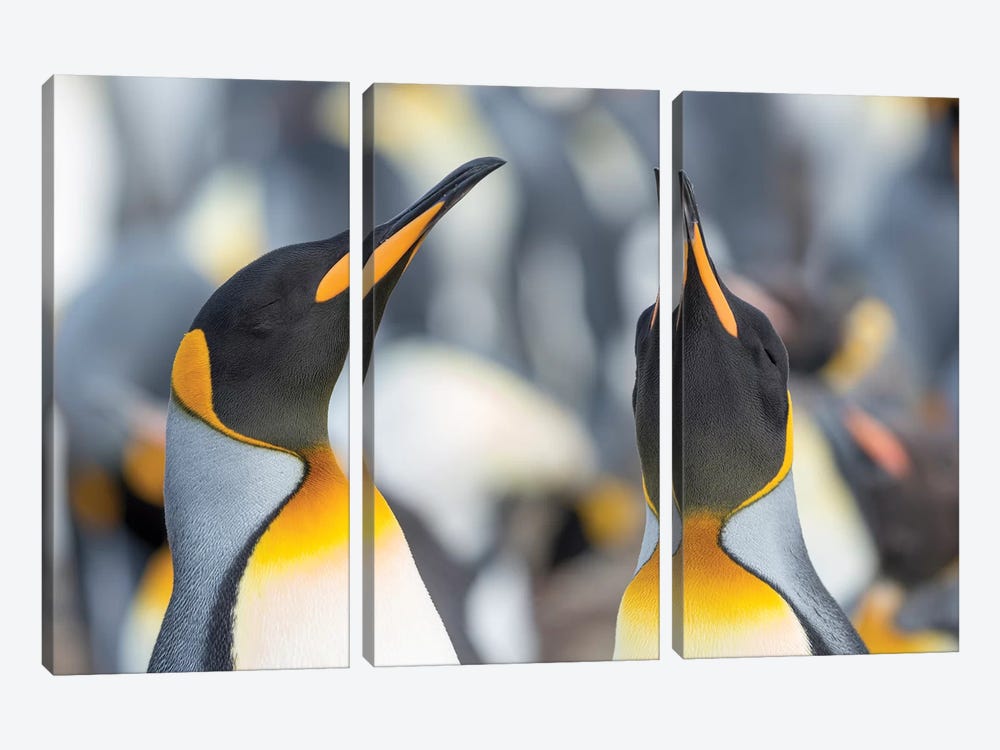 King Penguin, Falkland Islands. 3-piece Canvas Print