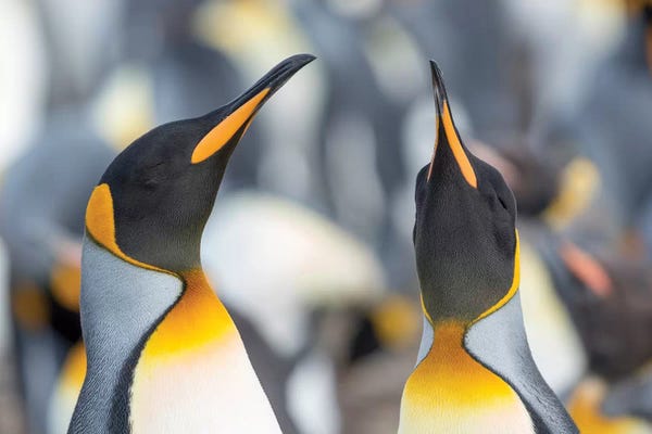Martin Zwick: King Penguin, Falkland Islands. by Martin Zwick