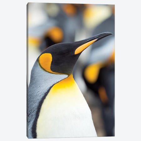 King Penguin, Falkland Islands. Canvas Print #MZW240} by Martin Zwick Canvas Art