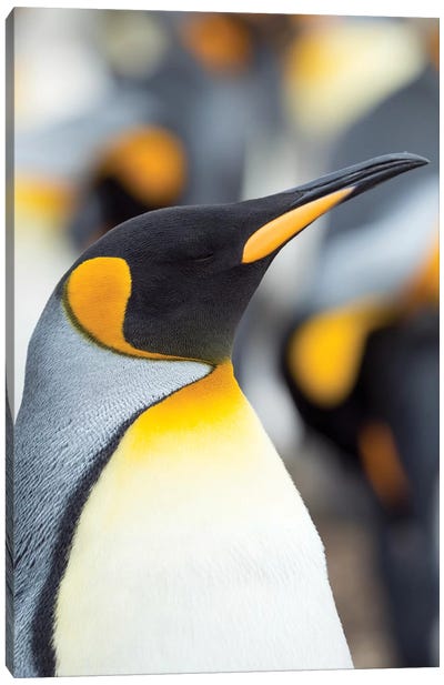 King Penguin, Falkland Islands. Canvas Art Print - Martin Zwick