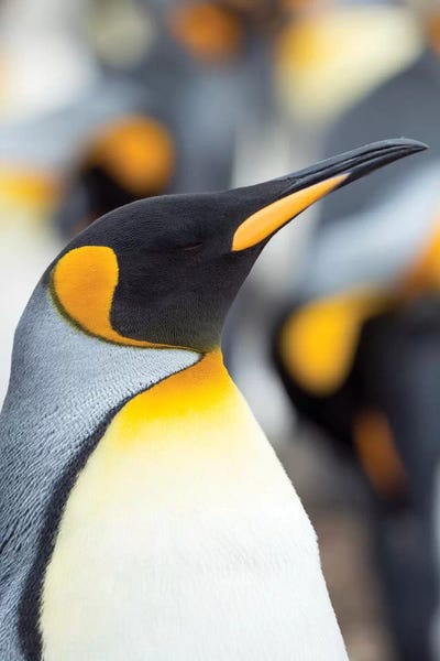 King Penguin Falkland Islands Portrait