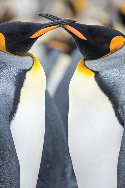 King Penguin, Falkland Islands. by Martin Zwick canvas print