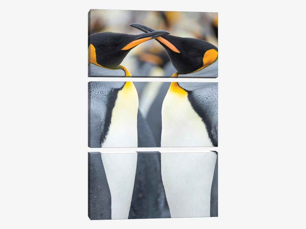 King Penguin, Falkland Islands. by Martin Zwick 3-piece Canvas Wall Art