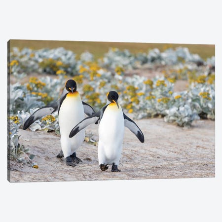 King Penguin, Falkland Islands. Canvas Print #MZW242} by Martin Zwick Canvas Artwork