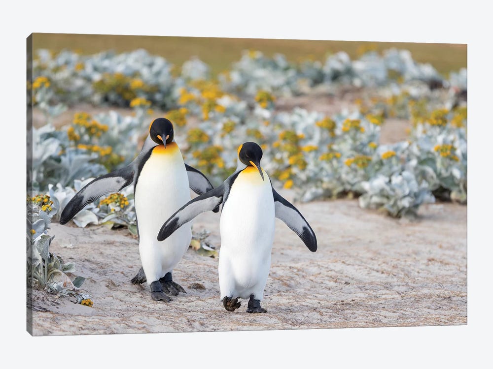 King Penguin, Falkland Islands. by Martin Zwick 1-piece Canvas Print