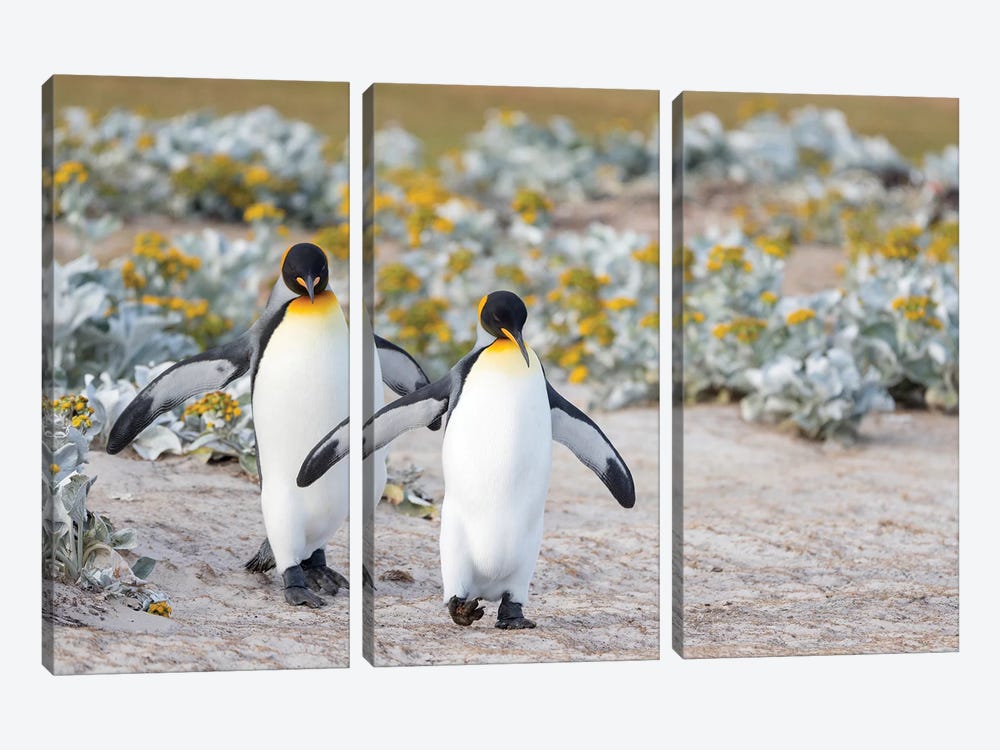 King Penguin, Falkland Islands. by Martin Zwick 3-piece Art Print