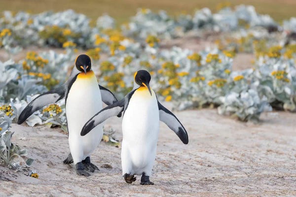 Penguins: King Penguin, Falkland Islands. by Martin Zwick