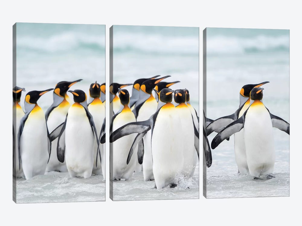 King Penguin, Falkland Islands. by Martin Zwick 3-piece Canvas Artwork