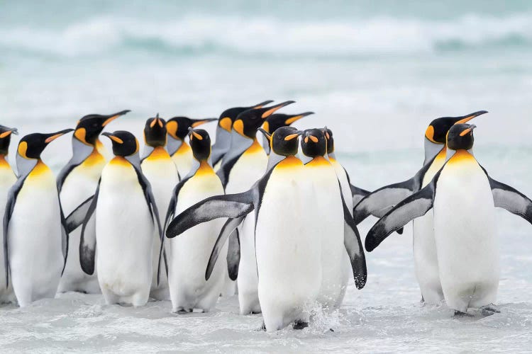 King Penguin, Falkland Islands.