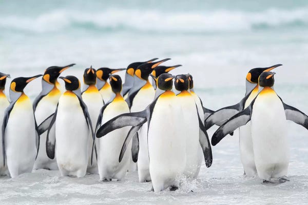 Penguins: King Penguin, Falkland Islands. by Martin Zwick