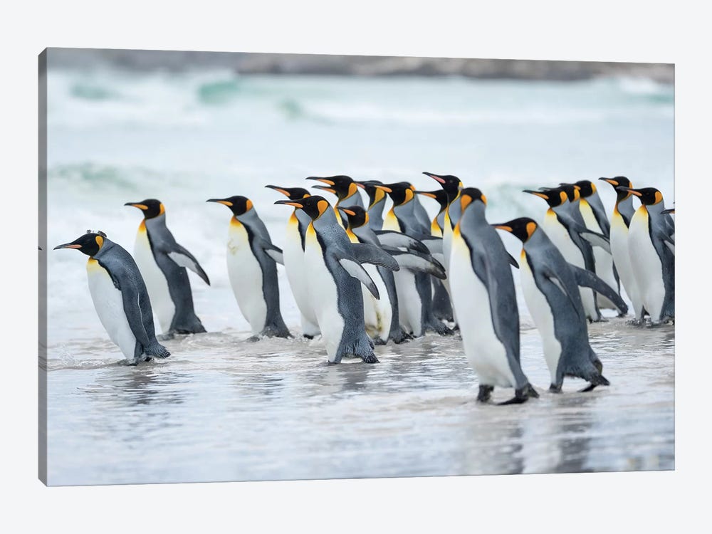King Penguin, Falkland Islands. by Martin Zwick 1-piece Canvas Art Print