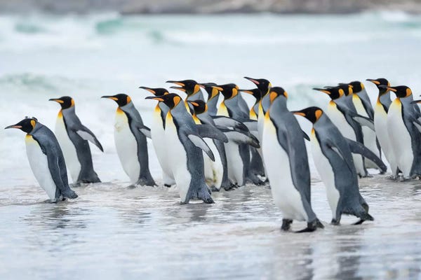 Penguins: King Penguin, Falkland Islands. by Martin Zwick