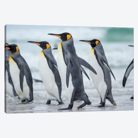 King Penguin, Falkland Islands. Canvas Print #MZW245} by Martin Zwick Art Print