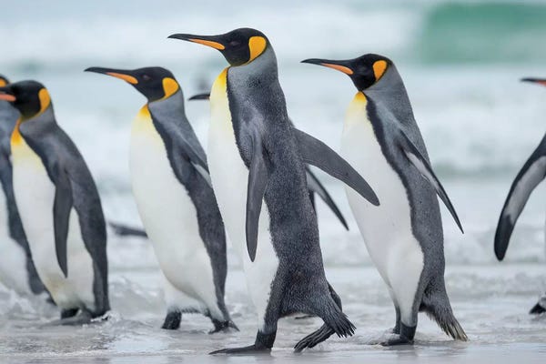 Penguins: King Penguin, Falkland Islands. by Martin Zwick