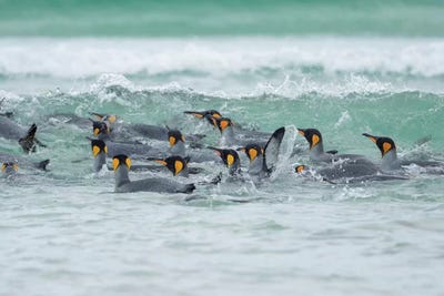 King Penguin, Falkland Islands. by Martin Zwick art print