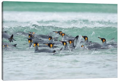 King Penguin, Falkland Islands. Canvas Art Print - Martin Zwick
