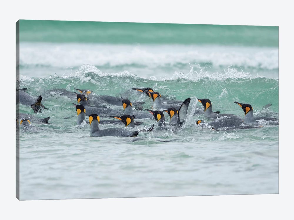 King Penguin, Falkland Islands. by Martin Zwick 1-piece Art Print