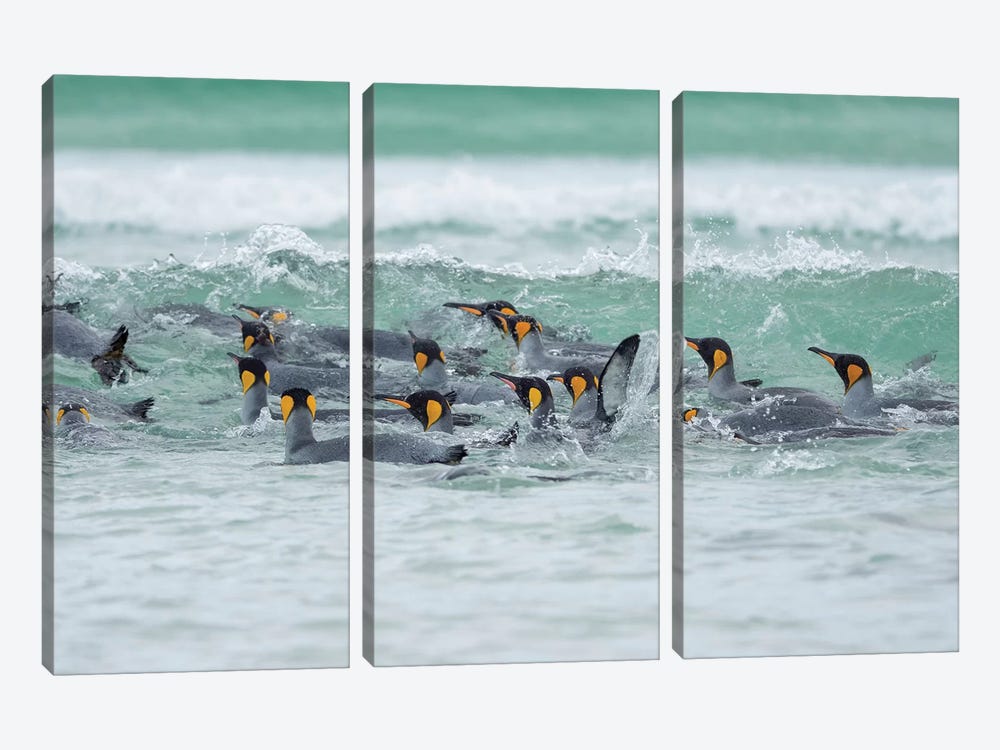 King Penguin, Falkland Islands. 3-piece Art Print